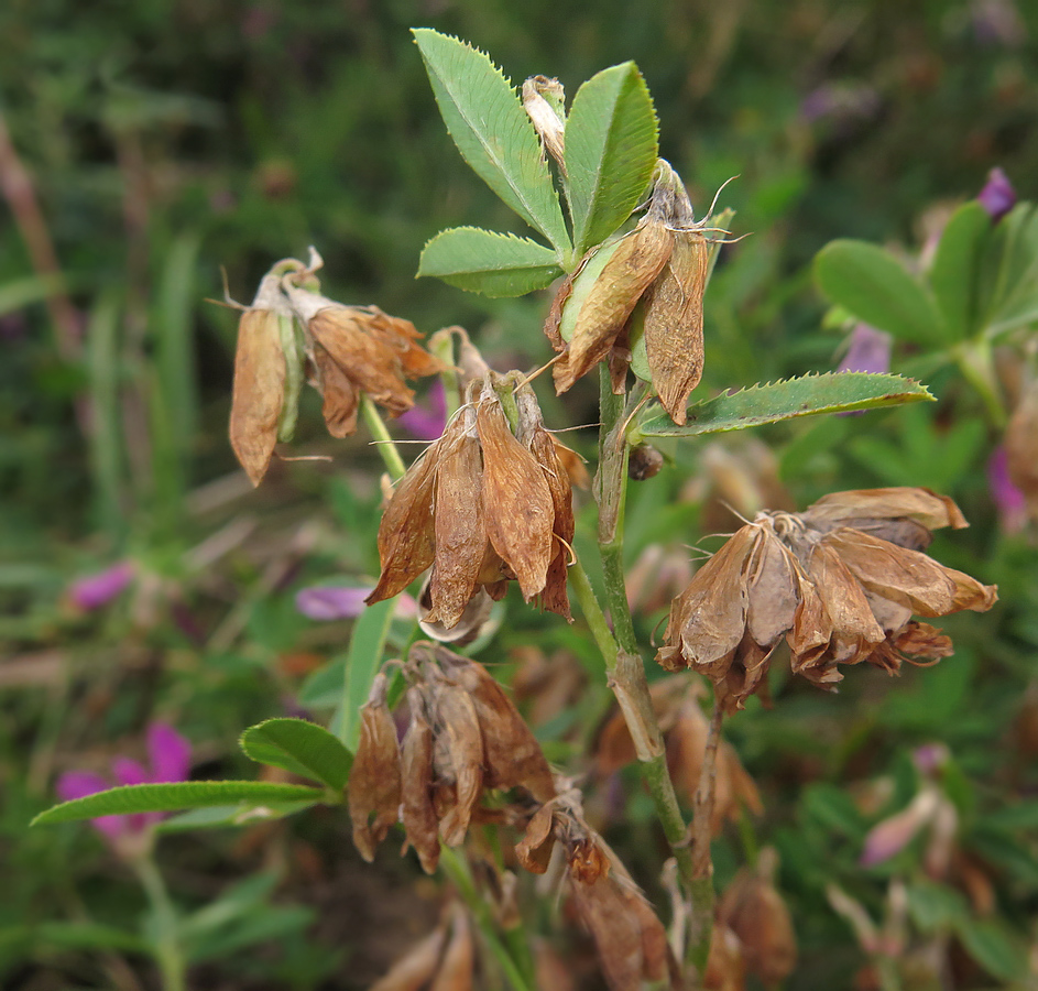 Изображение особи Trifolium pacificum.