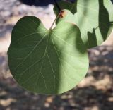 Cercis siliquastrum. Лист. Крым, г. Севастополь, Ленинский р-н, Приморский бульвар. 14.08.2017.