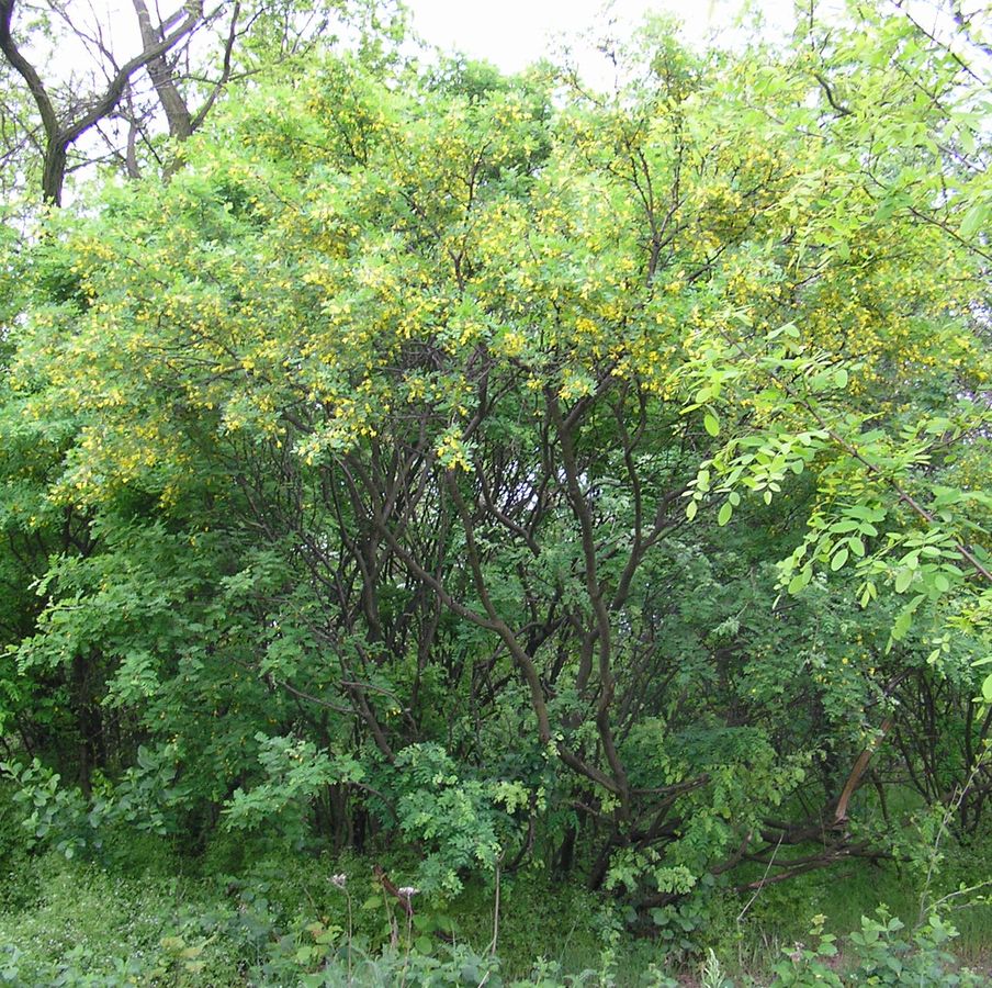 Image of Caragana arborescens specimen.