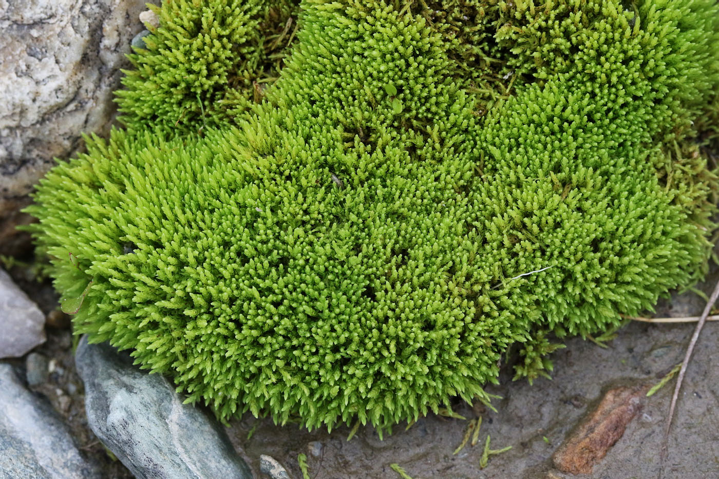 Image of genus Bryum specimen.