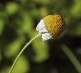 Matricaria recutita. Отцветающее соцветие. Пермский край, г. Пермь, Свердловский р-н, пустырь. 29.07.2017.