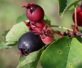 Amelanchier alnifolia