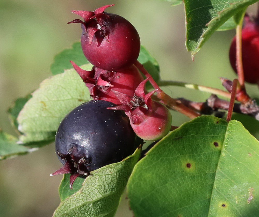 Изображение особи Amelanchier alnifolia.