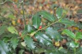 Ilex colchica. Плодоносящая ветвь. Республика Адыгея, Майкопский р-н, окр. пос. Каменномостский (Хаджох), каньон ручья Аминовка. 31.10.2015.