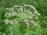 Angelica cincta