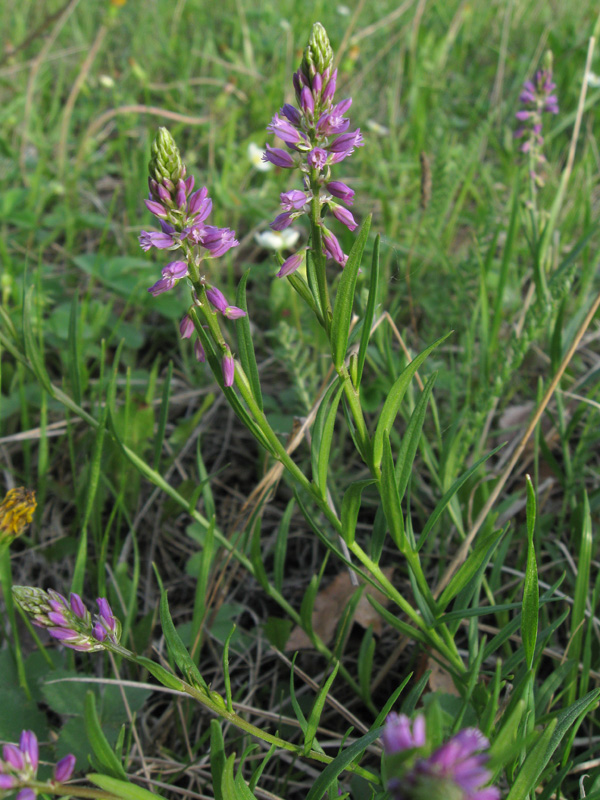 Image of Polygala comosa specimen.