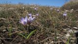 Crocus reticulatus