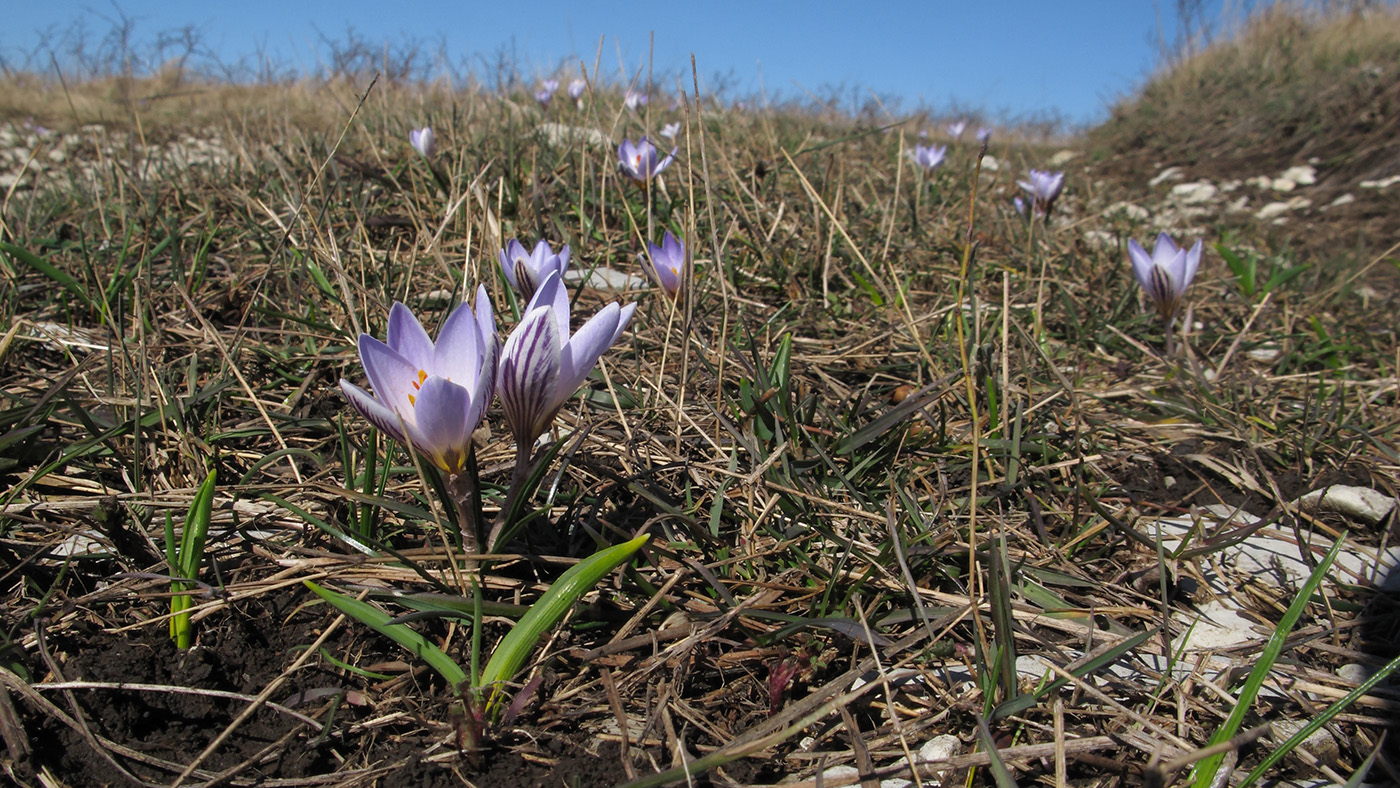 Изображение особи Crocus reticulatus.