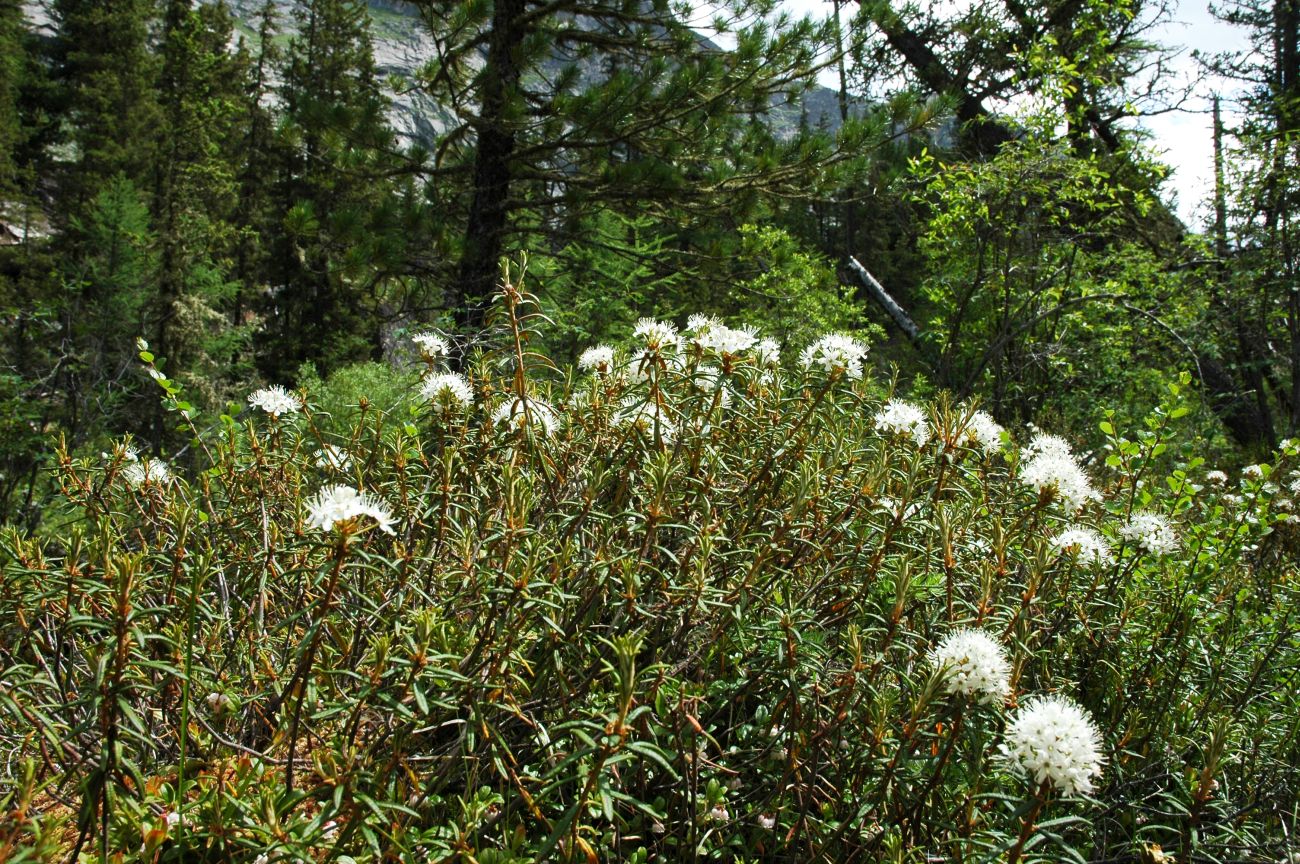 Image of Ledum palustre specimen.