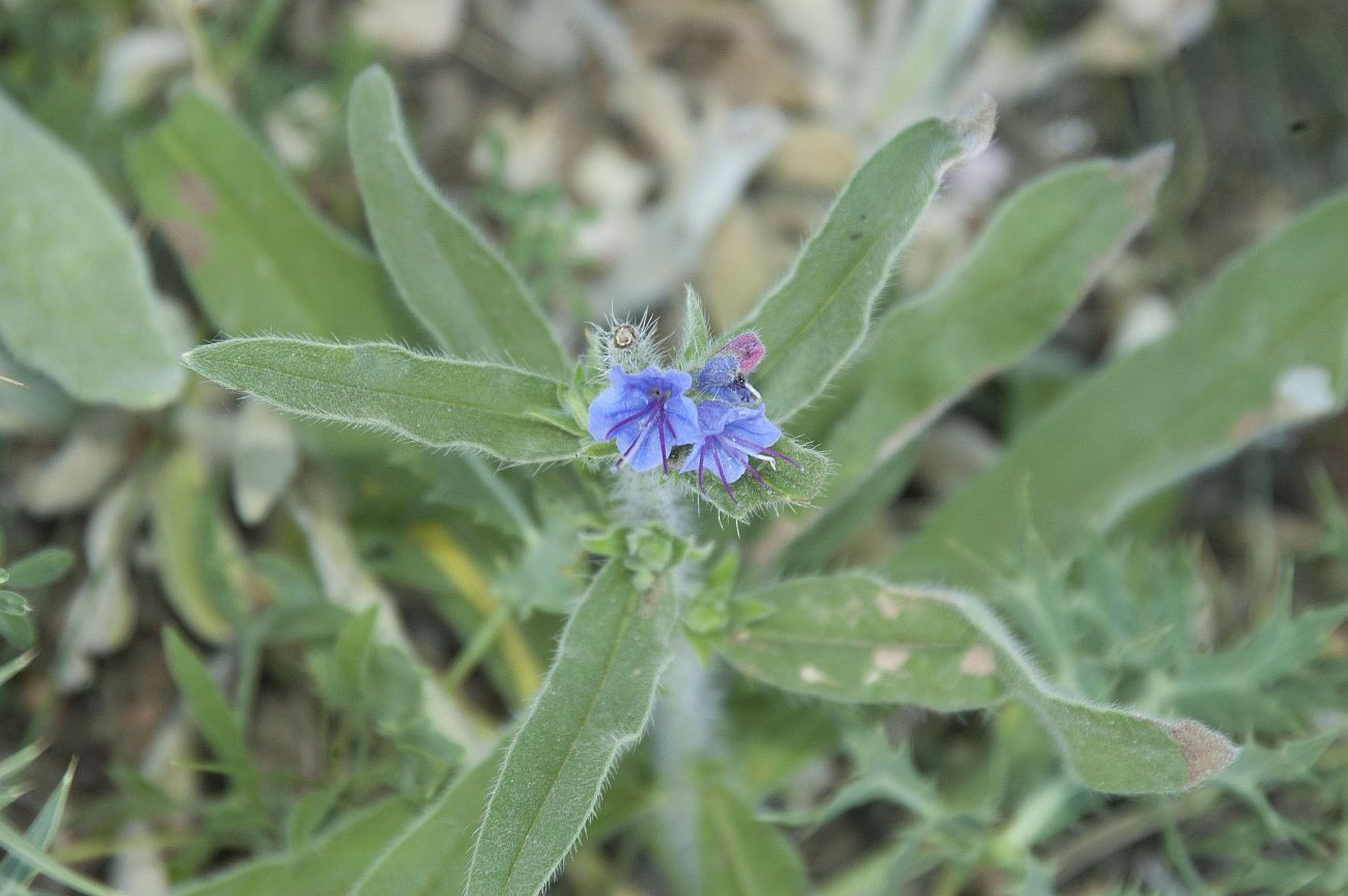 Изображение особи Echium vulgare.