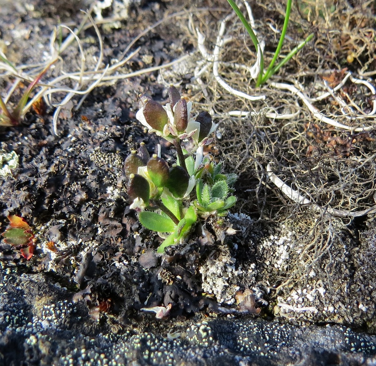 Image of Draba pauciflora specimen.