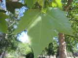 Platanus × acerifolia. Лист. Краснодарский край. г. Тихорецк. 12.05.2018.
