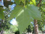 Platanus &times; acerifolia