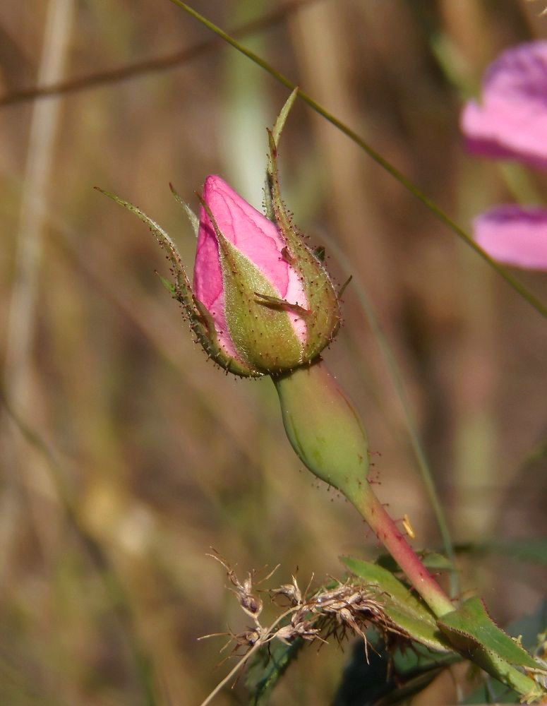 Image of genus Rosa specimen.