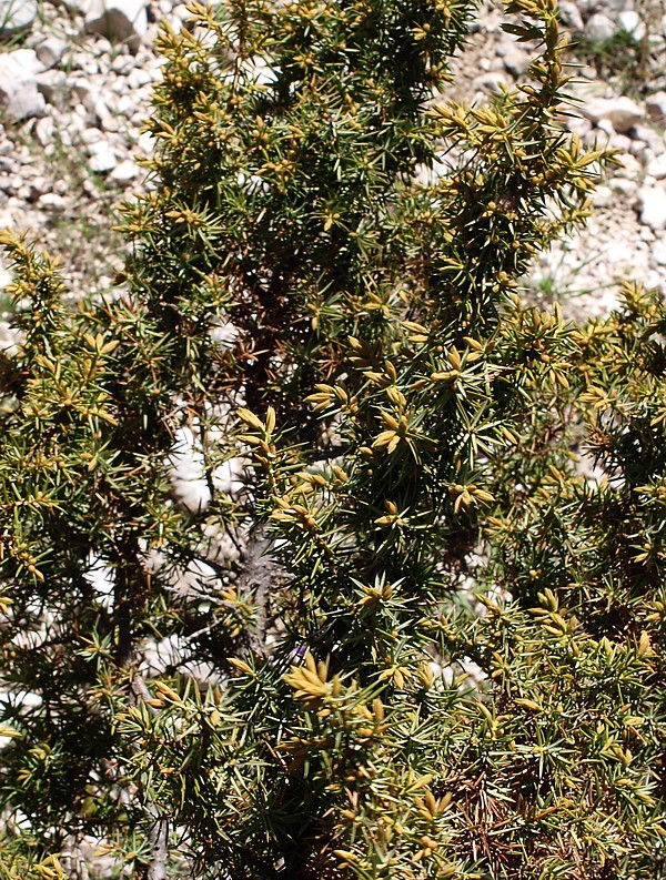 Image of Juniperus oblonga specimen.