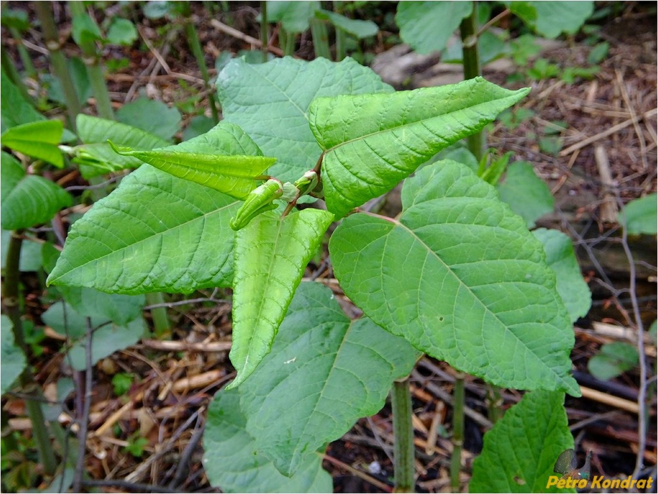 Изображение особи Reynoutria japonica.