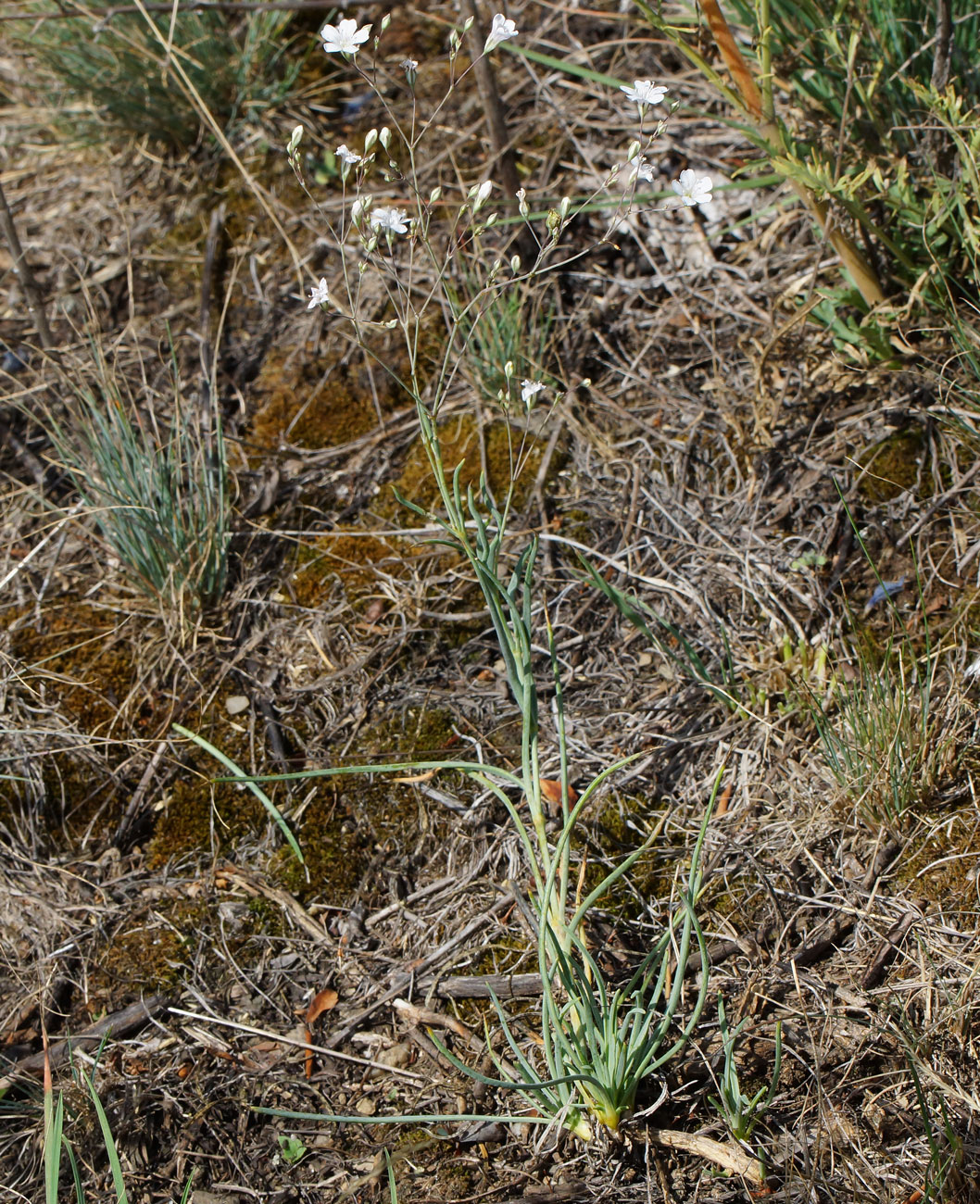 Image of Gypsophila patrinii specimen.