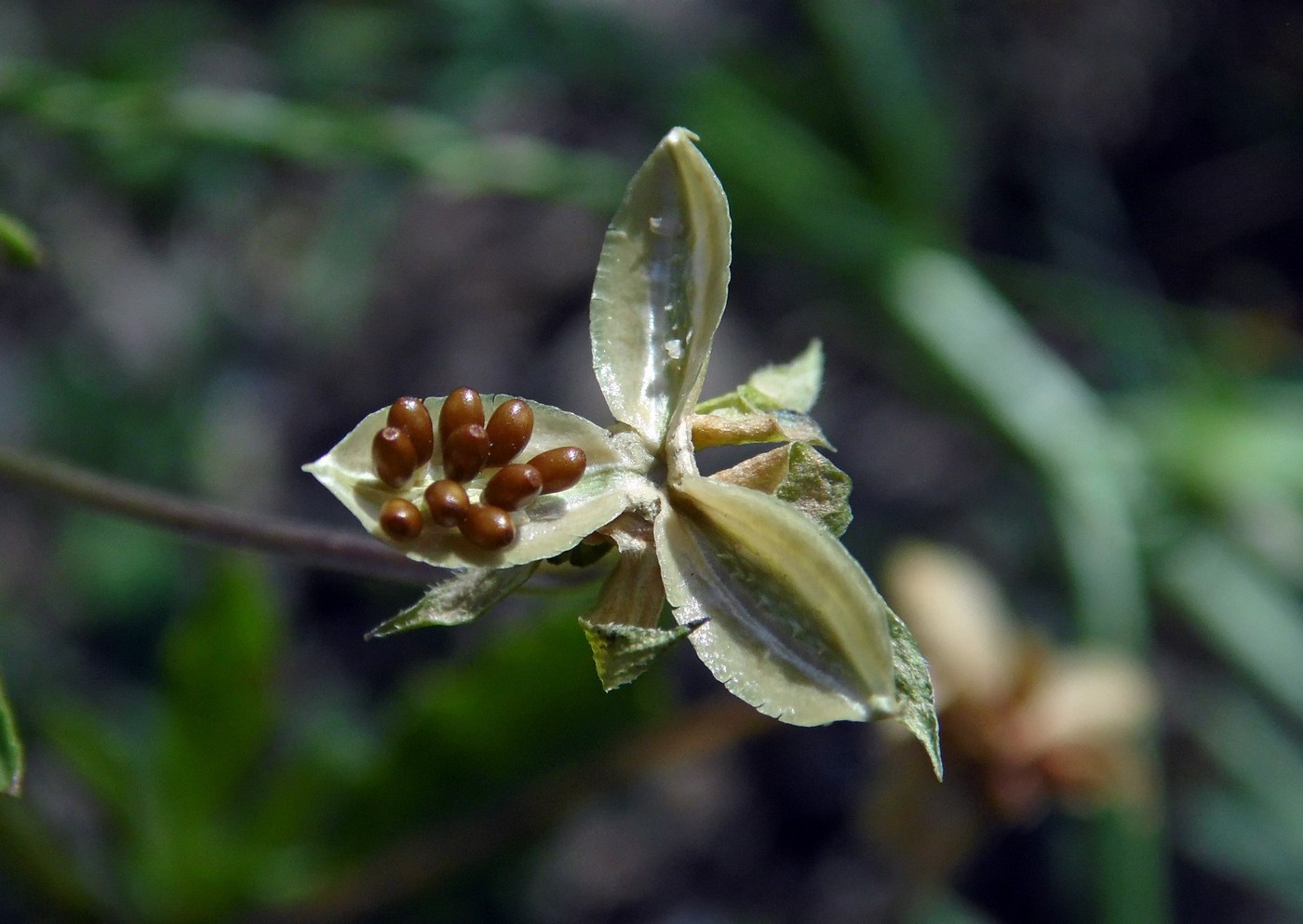 Image of Viola arvensis specimen.