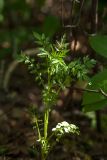 Cardamine impatiens