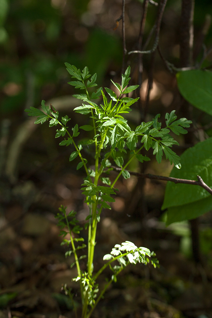 Image of Cardamine impatiens specimen.