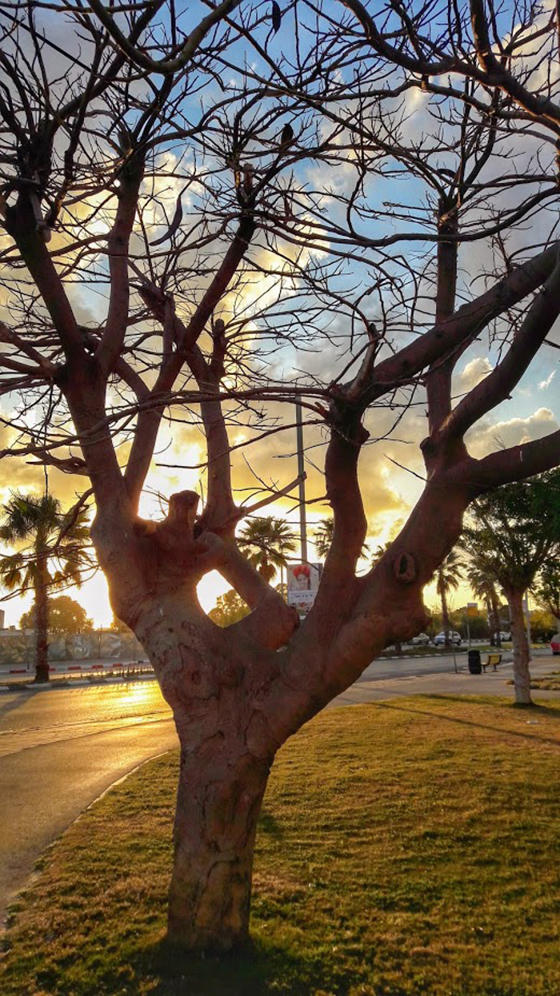 Image of Delonix regia specimen.