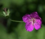 Geranium palustre