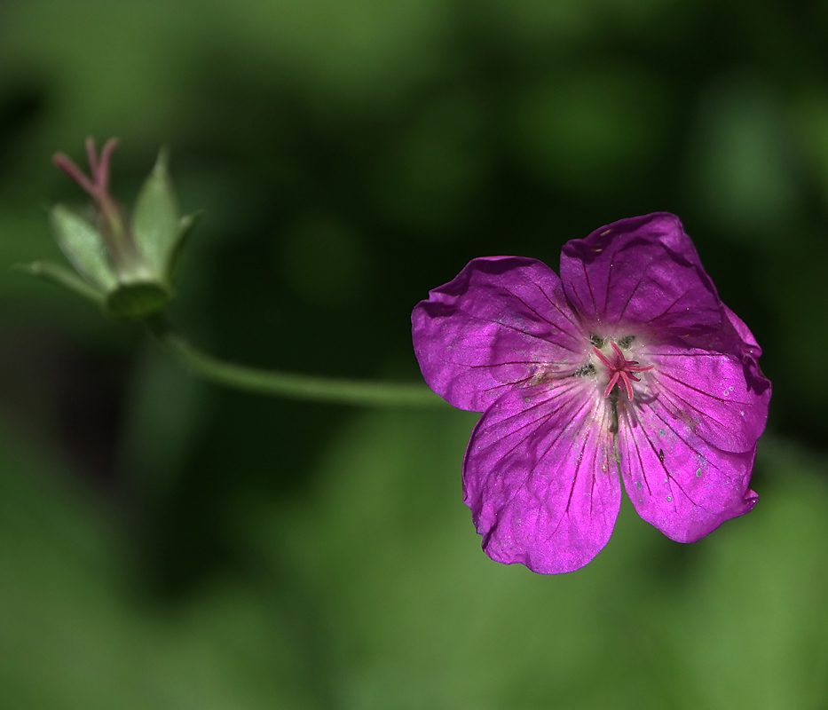 Изображение особи Geranium palustre.