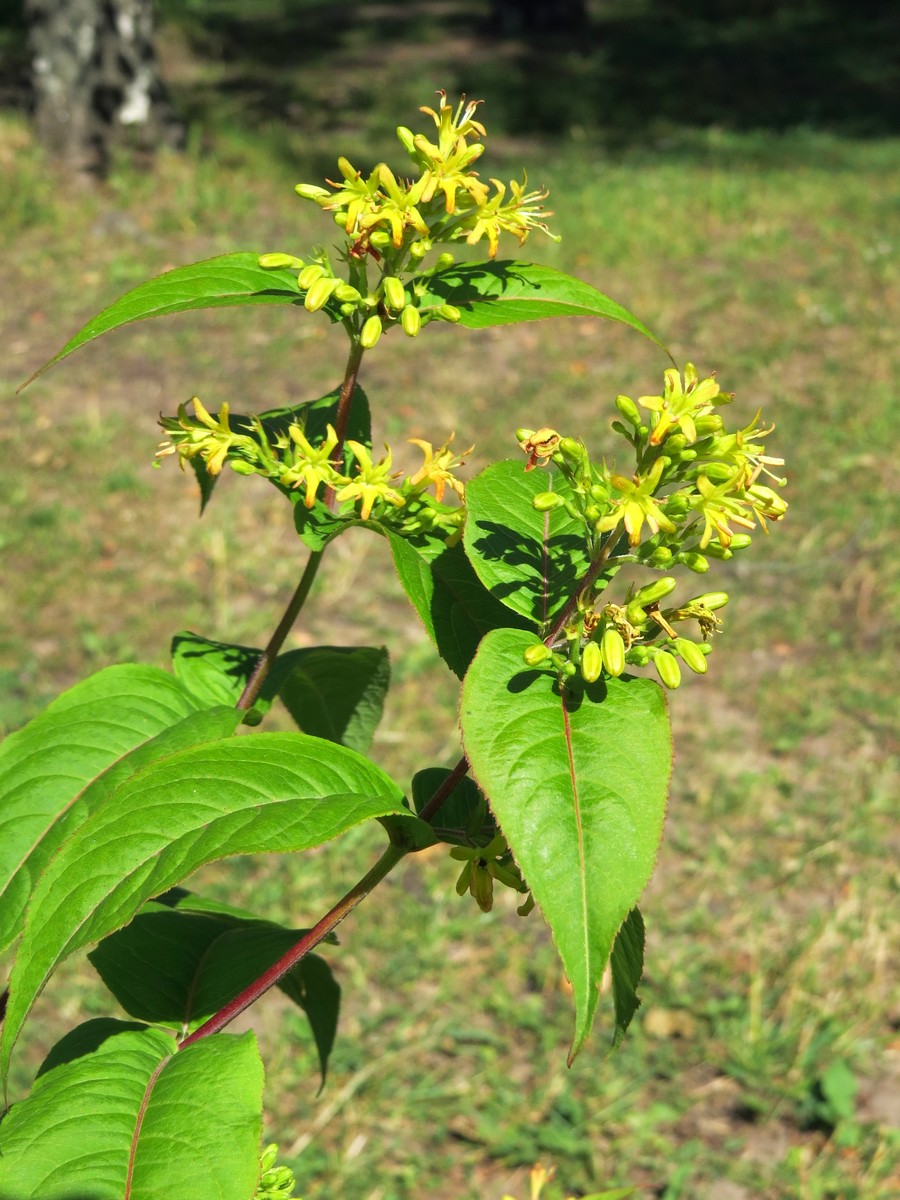 Image of Diervilla sessilifolia specimen.