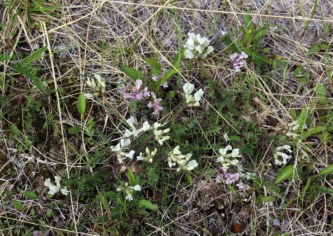 Изображение особи Oxytropis sordida.