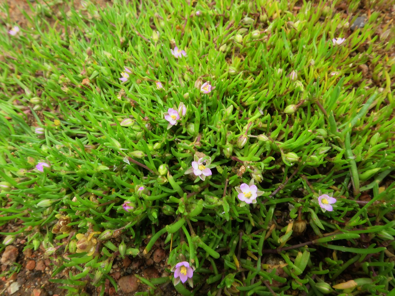 Image of Spergularia media specimen.