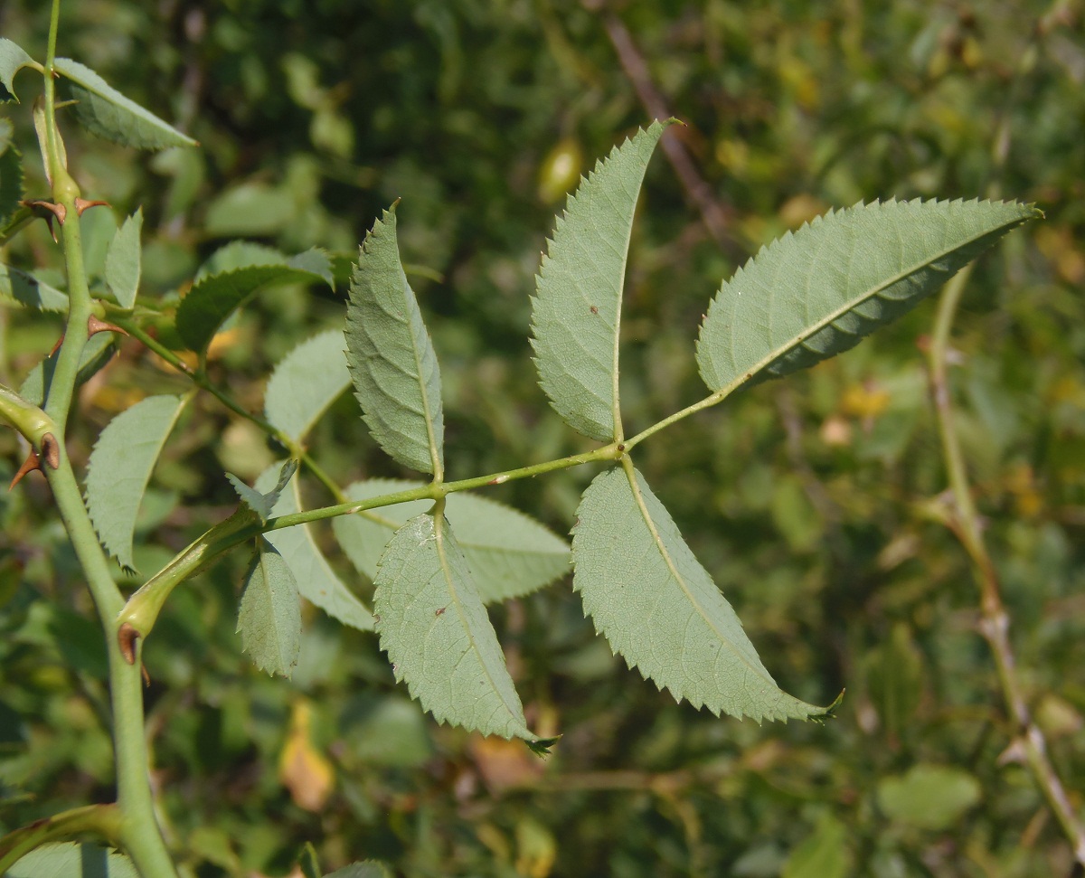 Image of genus Rosa specimen.