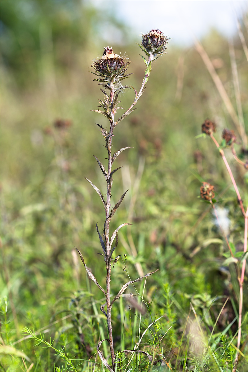 Изображение особи Carlina fennica.