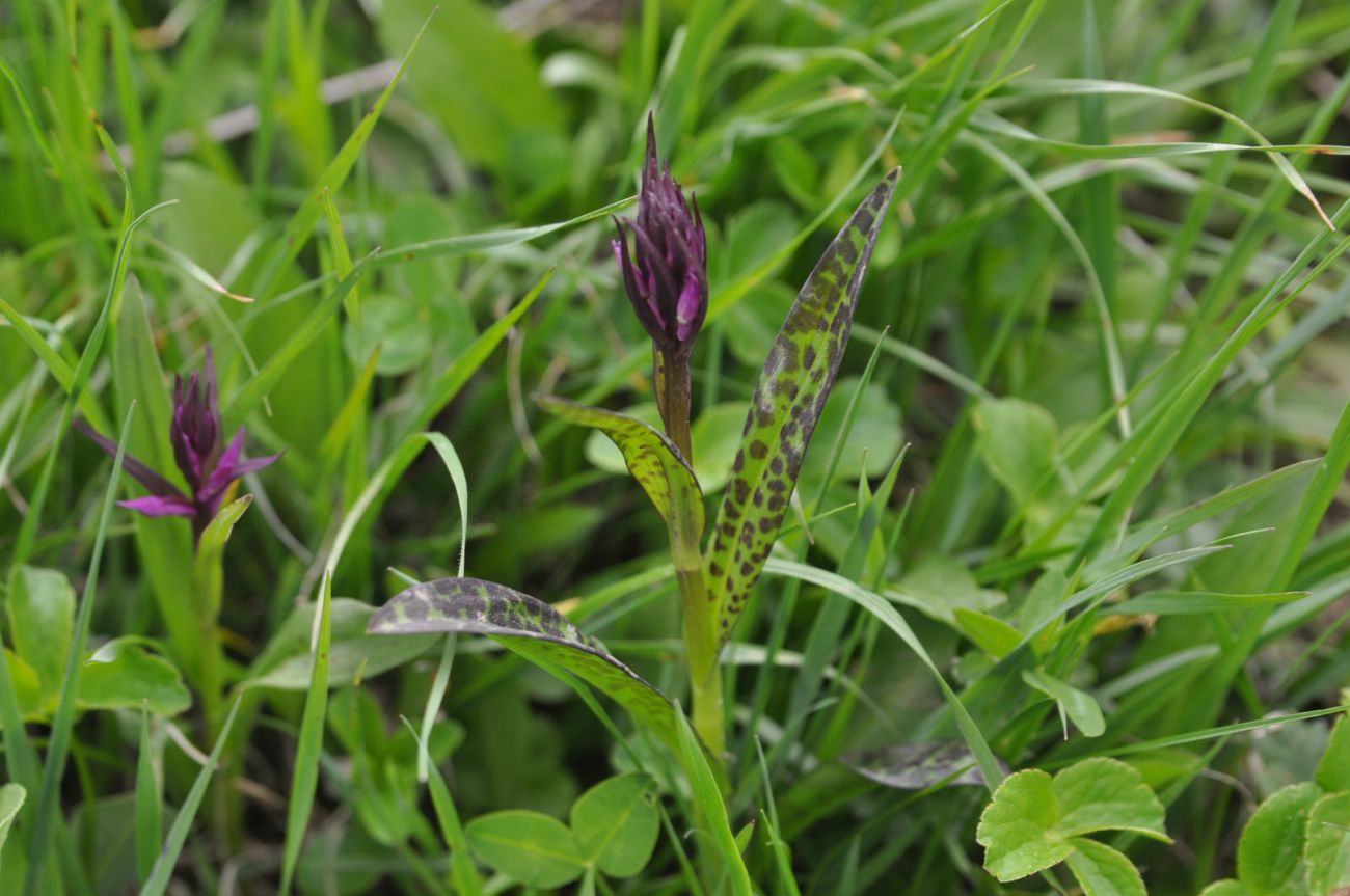 Image of Dactylorhiza urvilleana specimen.