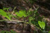 Tamus communis