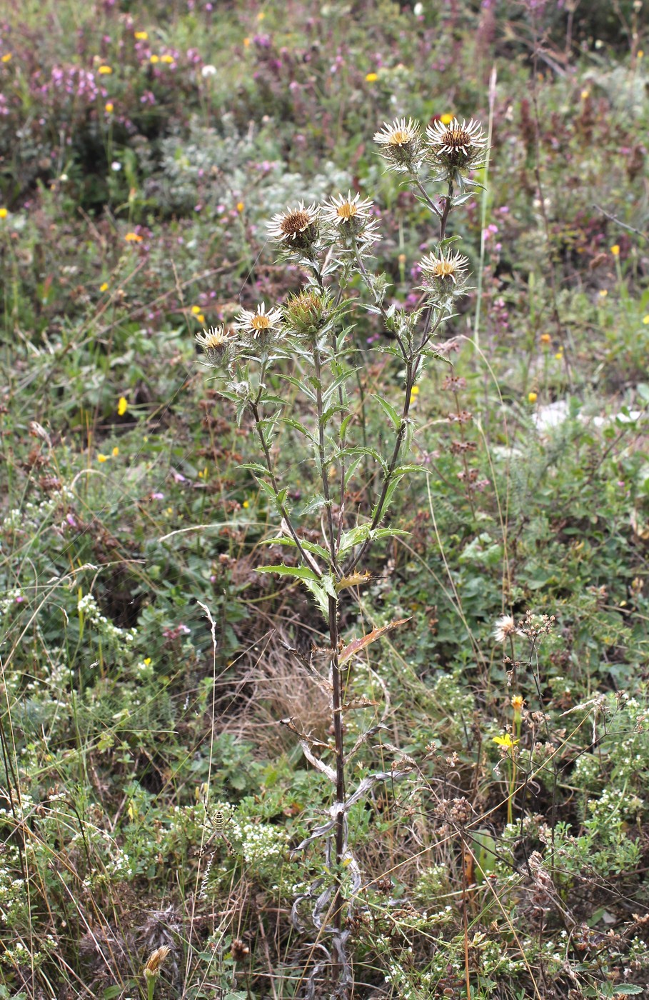 Image of Carlina vulgaris specimen.