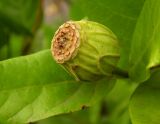 Calycanthus floridus. Незрелый плод. Украина, г. Кривой Рог, Криворжский ботанический сад НАН Украины, дендрарий. 20.07.2018.