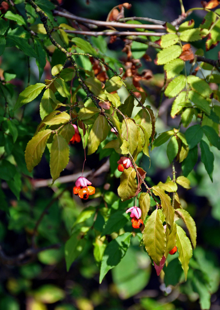 Image of Euonymus verrucosus specimen.