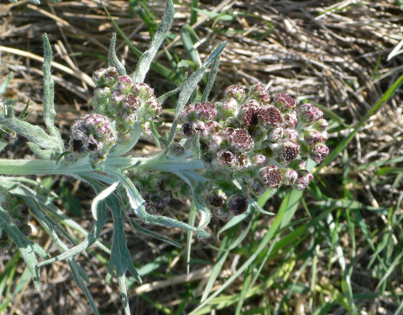 Изображение особи Artemisia tilesii.