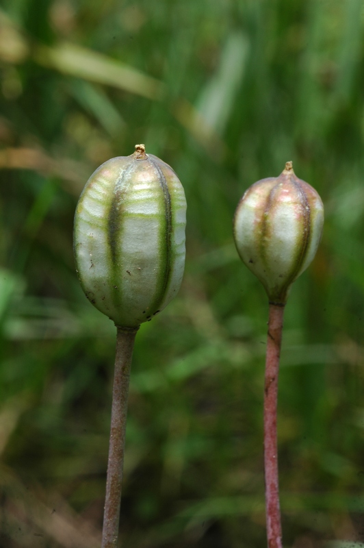 Изображение особи Tulipa turkestanica.