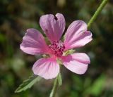 Althaea cannabina