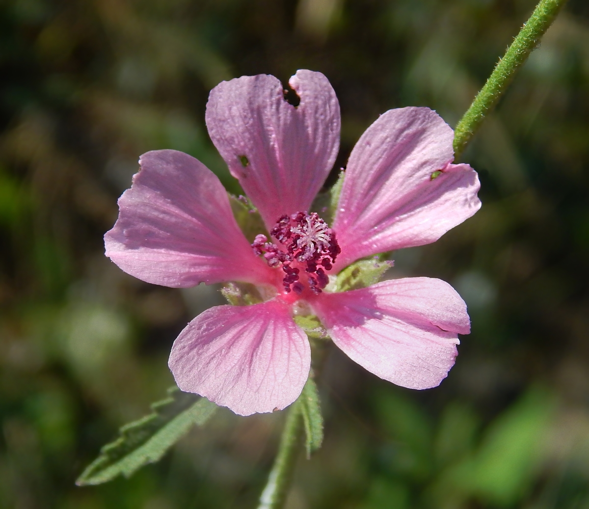 Image of Althaea cannabina specimen.