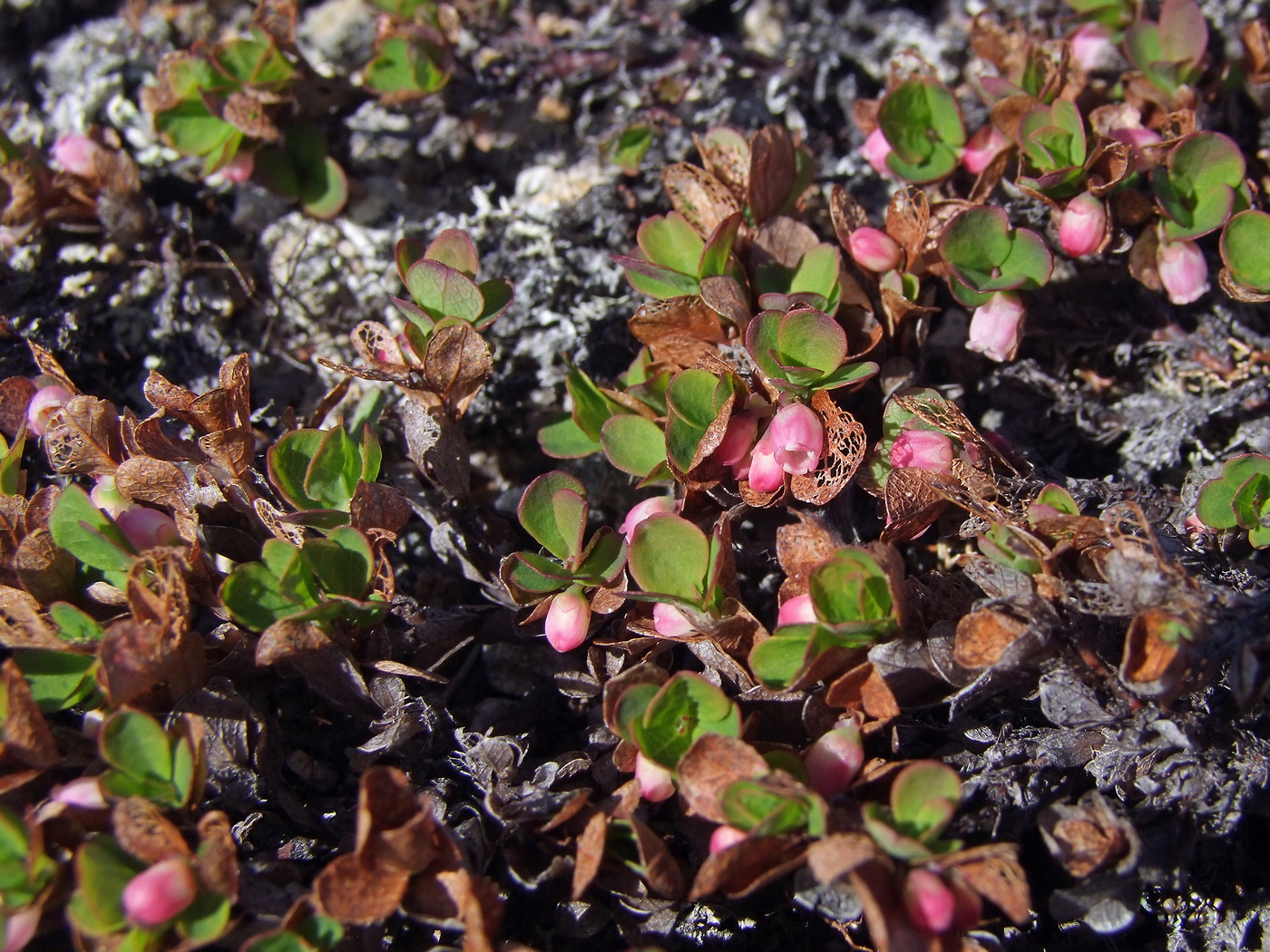 Image of Vaccinium vulcanorum specimen.