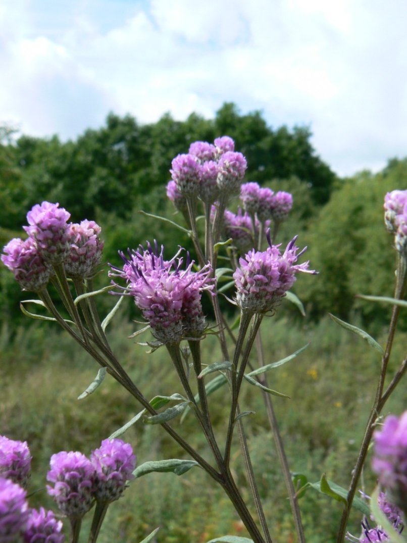 Изображение особи Saussurea pulchella.