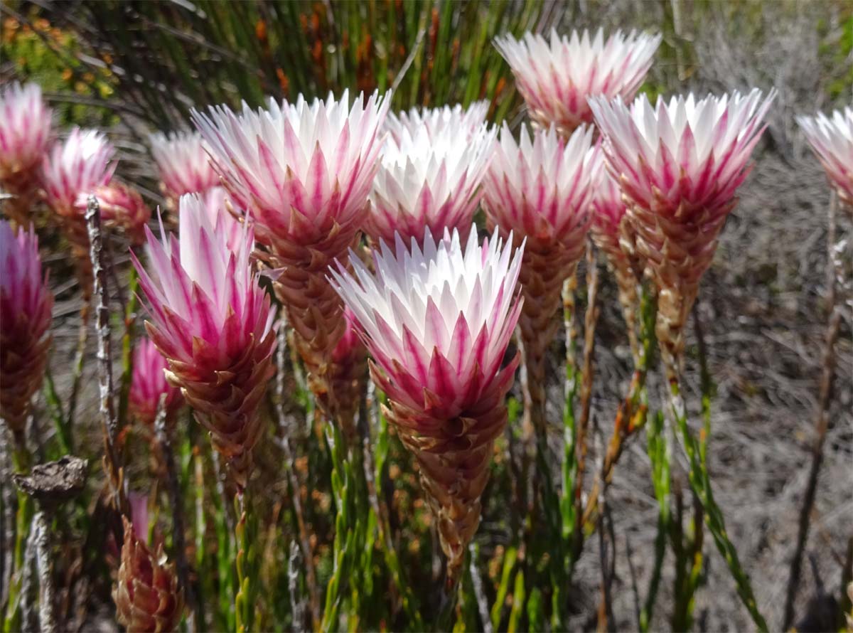 Image of Edmondia sesamoides specimen.