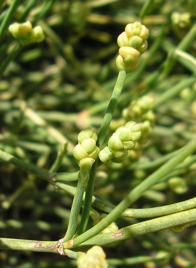 Image of Ephedra distachya specimen.