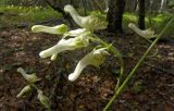 Aconitum umbrosum