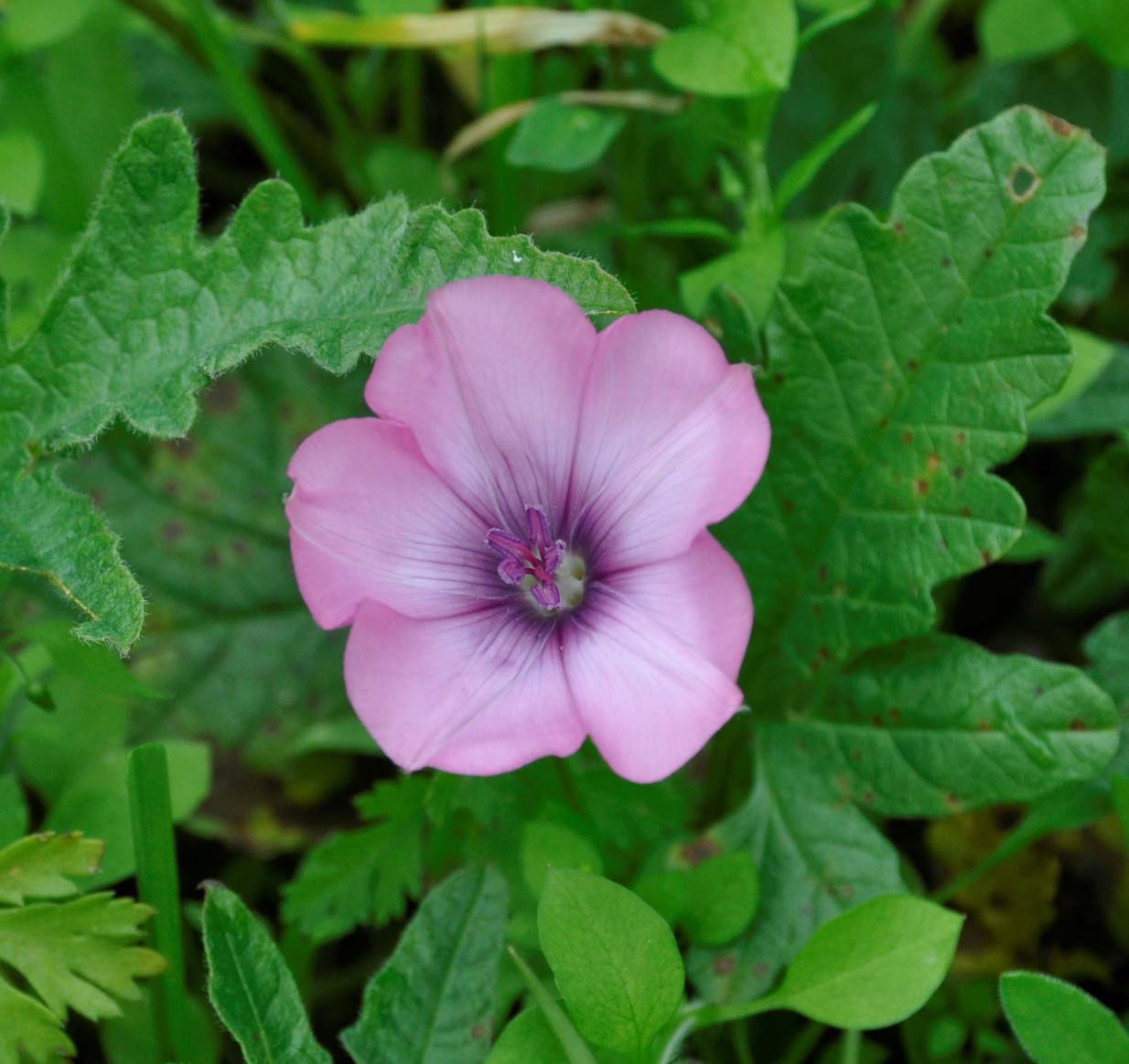 Image of Convolvulus althaeoides specimen.