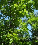 Populus lasiocarpa