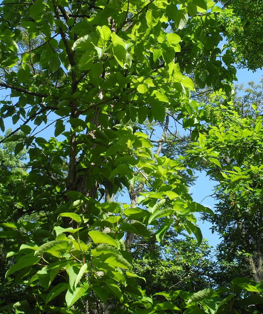 Изображение особи Populus lasiocarpa.