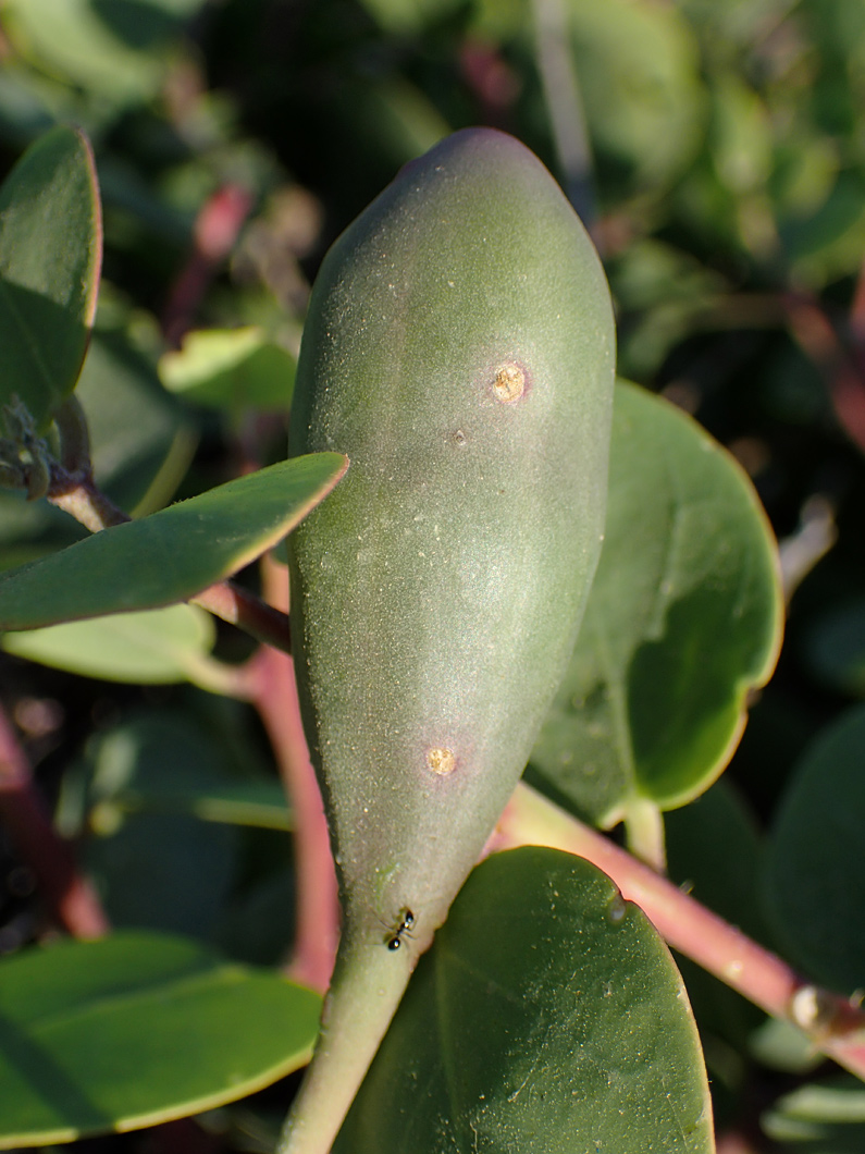 Image of Capparis orientalis specimen.